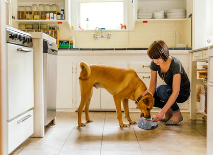 Dog Bowl Stainless Steel Dog Food Bowl Anti-Slip Cat Dish with Removable Dog Water Bowl